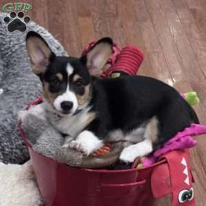 Ruby, Pembroke Welsh Corgi Puppy